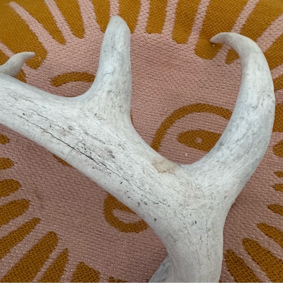 Small Decorative Antler - Picture 2 of 7